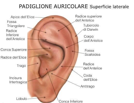 Perizia antropometrica: analisi fisionomica e metrica del volto per identificazione forense. Metodi di confronto biometrico, misurazioni antropometriche e tecniche di sovrapposizione 2D-3D per indagini penali e videosorveglianza.